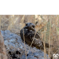 گونه شبگرد معمولی European Nightjar